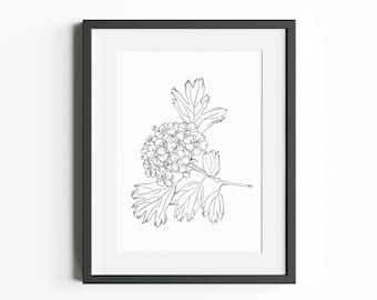 May Birth Month Flower (Hawthorn) – INSTANT DIGITAL DOWNLOAD, Birth Flower Line Art Print, Botanical Clipart, May Hawthorn png,