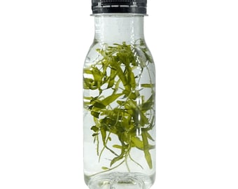 Macroalghe Caulerpa brachypus. Alghe marine. Acquario marino. Coralli. Rifugio dei copepodi. Acquario di barriera. Esportazione di nutrienti.