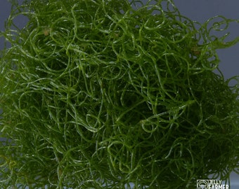 Chaetomorpha Makroalgen. Meeresalgen. Meerwasseraquarium. Korallen. Rückzugsort für Ruderfußkrebse. Riffaquarium. Nährstoffexport.