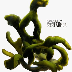 Könnte beinhalten: Nahaufnahme eines leuchtend grünen, organisch aussehenden Objekts mit strukturierter Oberfläche. Das Objekt hat mehrere gebogene, verzweigte Strukturen. Das Bild enthält den Text "JELLY FARMER" in einem quadratischen Logo.