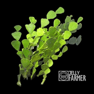 Könnte beinhalten: Nahaufnahme einer leuchtend grünen Pflanze mit kleinen, herzförmigen Blättern vor schwarzem Hintergrund. Die Blätter haben eine strukturierte Oberfläche. Das Logo "JELLY FARMER" ist unten rechts zu sehen.