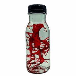 Lebende rote Makroalgen für Meerwasseraquarien. Kostenloser Versand nach Europa. Korallen. Refugium-Pod. Riffaquarium. Halymenia (Drachenzunge).