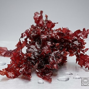 Könnte beinhalten: Nahaufnahme eines lebendigen, dunkelroten Algenclusters. Die Algen haben ein zerzaustes, strukturiertes Aussehen mit gezackten Kanten. Mehrere Wassertropfen sind um die Algen auf einer metallischen Oberfläche verstreut. Das Bild enthält den Text "JELLY FARMER".