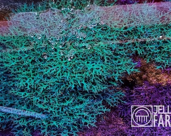 Levende blauwe macroalg Hypnea pannosa voor zeeaquaria. Gratis verzending naar Europa. Koralen. Copepodenverblijf. Rifaquarium. Zeealgen.