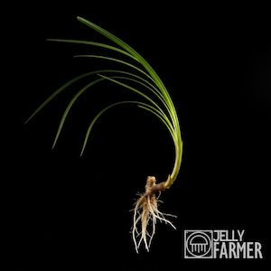 Könnte beinhalten: Nahaufnahme einer Pflanze mit langen, dünnen, grünen Blättern, die sich von einem braunen Stiel biegen. Die Wurzeln sind sichtbar. Der Hintergrund ist schwarz. Das Logo "JELLY FARMER" befindet sich unten rechts.