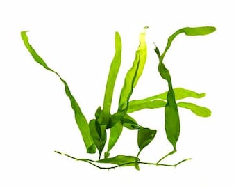 Macroalghe Caulerpa prolifera. Alghe marine. Acquario marino. Coralli. Rifugio dei copepodi. Porzione. Acquario di barriera. Acquario marino.