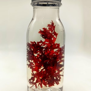 Könnte beinhalten: Eine klare Glasflasche mit schwarzem Deckel, die einen Büschel roter Algen enthält.
