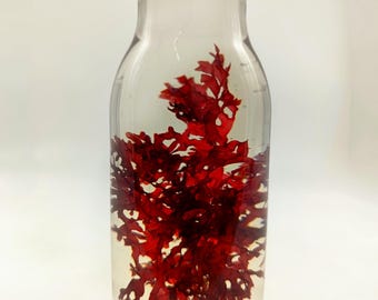Macroalgues rouges vivantes pour aquariums marins. Livraison gratuite en Europe. Coraux. Refuge pour copépodes. Aquarium récifal. Algues Gracilaria