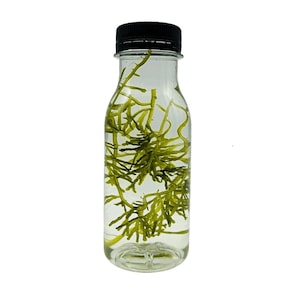 Caulerpa oligophylla Makroalge. Seetang für Meerwasseraquarien. Unterschlupf für Ruderfußkrebse. Ausschnitt. Riffaquarium. Meerwasseraquarium.