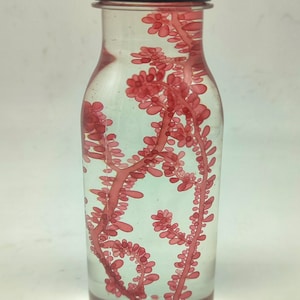 Könnte beinhalten: Eine klare Glasflasche mit schwarzem Deckel, gefüllt mit einer rosa, blättrigen Pflanze. Die Pflanze ist in einer klaren Flüssigkeit suspendiert.