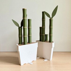 Peut inclure: Deux plantes de bambou d&eacute;coratives dans des pots blancs. Les tiges de bambou sont vertes avec des accents dor&eacute;s, et les feuilles sont vert fonc&eacute;. Les pots sont rectangulaires avec un design minimaliste.