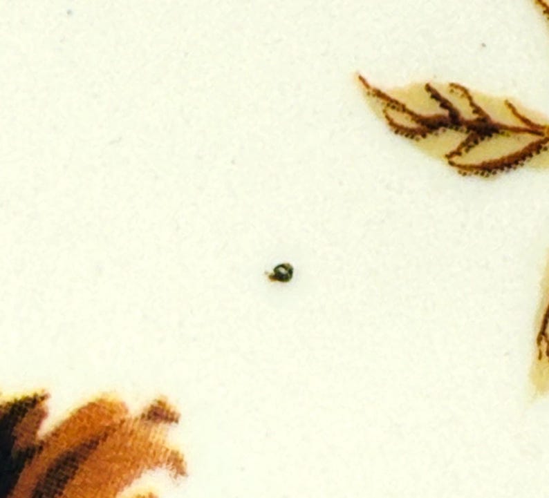 Anthropologie x Inslee Fariss Autumn's Bounty Side Plate | Mushroom | Harvest | Gourd | 8" | READ image 8