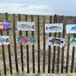 May include: Eight colorful metal license plates with different fish designs are displayed on a wooden fence. The fish are painted in vibrant colors, including red, blue, green, yellow, and orange. The plates are arranged in two rows of four, with the top row slightly higher than the bottom row.
