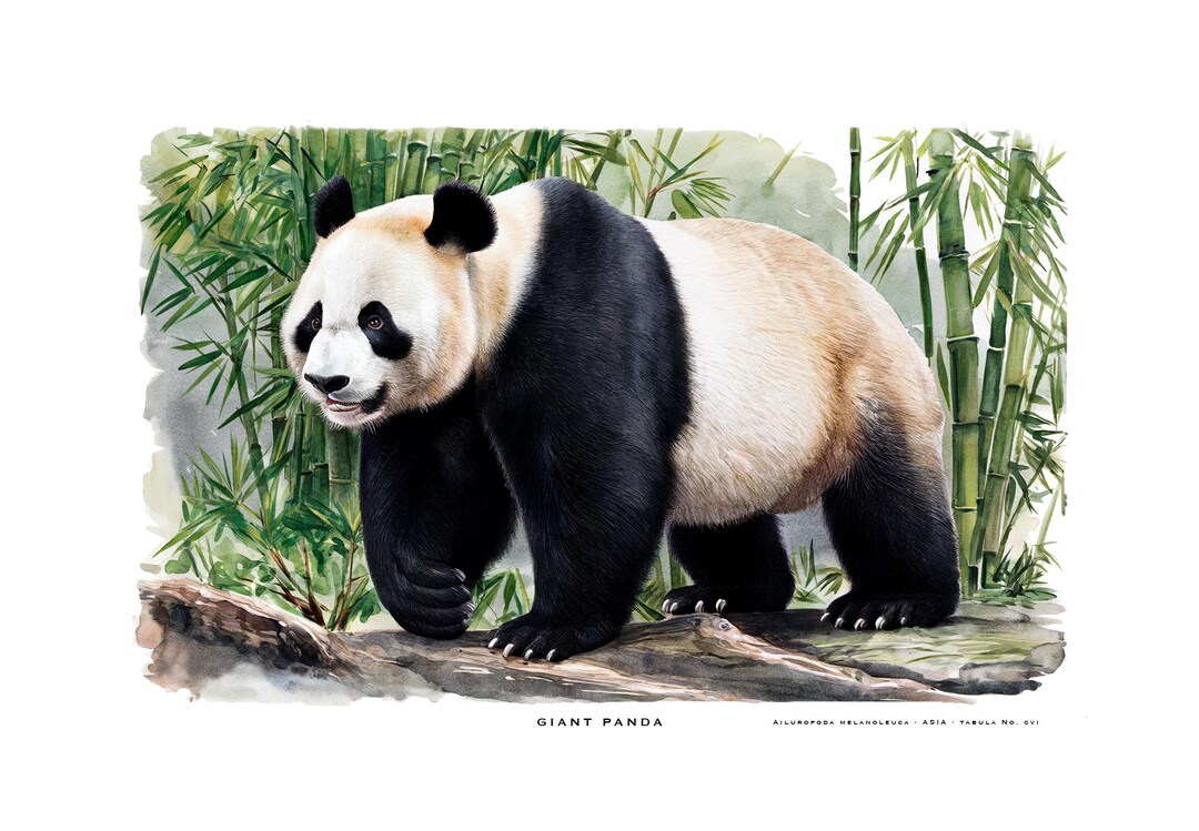 GIANT PANDA · Animal Prints · Illustrated Art · Scientific Names ...