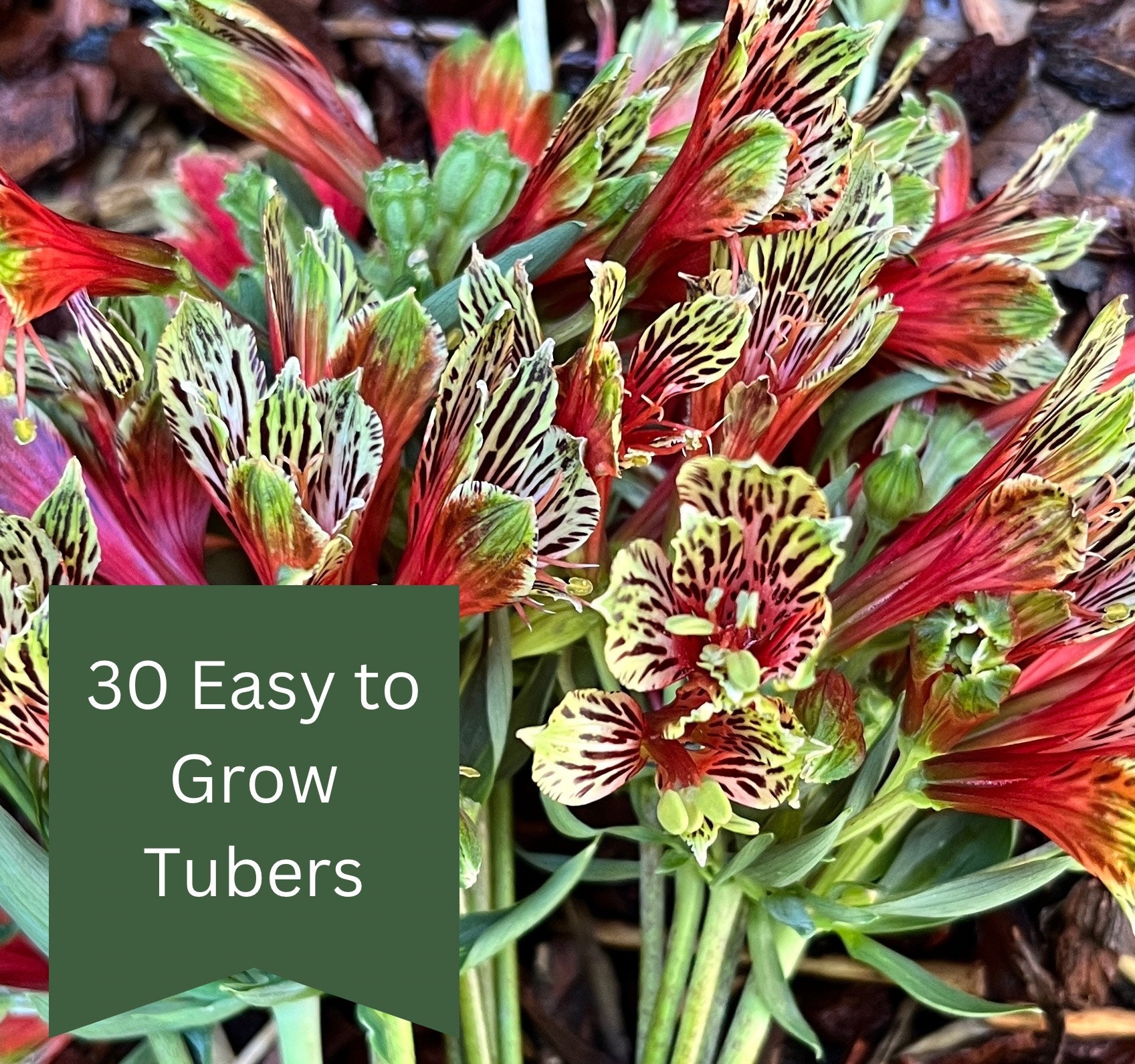 30 Alstroemeria Lily Tubers Exotic Flower Perennial Lily Plant Peruvian