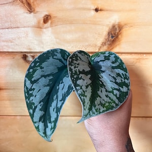 Puede incluir: Una planta Scindapsus pictus con dos hojas en forma de corazón con un color base verde oscuro y patrones de variegación gris plateado irregulares en la superficie. Las hojas tienen una textura suave y una punta afilada al final.