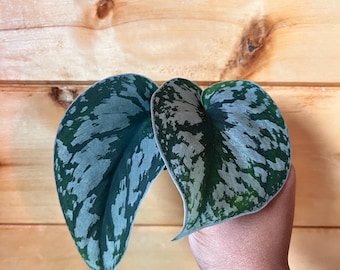 Esquejes de Pothos satinado (sin raíces)