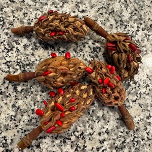 May include: Five brown magnolia seed pods with red seeds on a gray speckled surface.