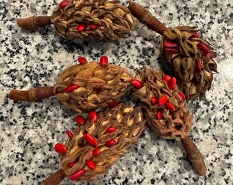 Southern Magnolia Dried Seed Pods: Craft Supplies, Wreath Decor