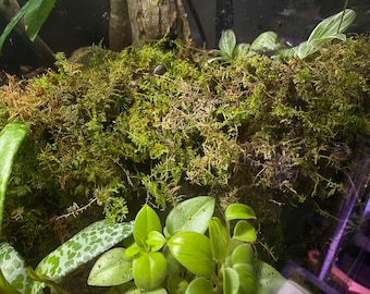 All Natural Live Terrarium Moss