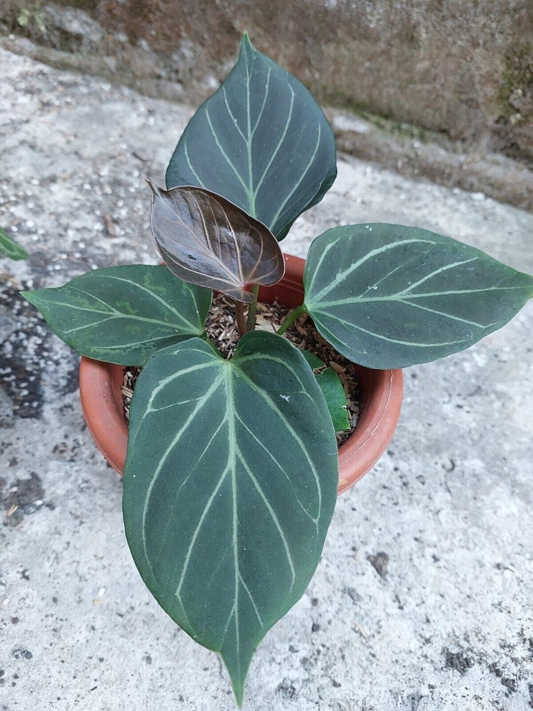 Anthurium King of Spades Etsy
