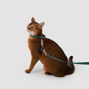 May include: A brown cat wearing a dark green and brown harness with a matching green leash attached to a silver metal clip. The harness features a small rectangular label with the text "HICREAM" printed in white on a brown fabric strap.