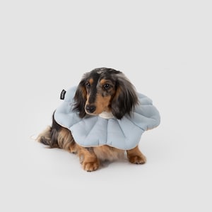 May include: A long-haired dachshund with black, tan, and grey fur wearing a light blue, padded, flower-shaped recovery collar. The collar features a white ribbed neck trim and a small black rectangular tag with white text on the side.