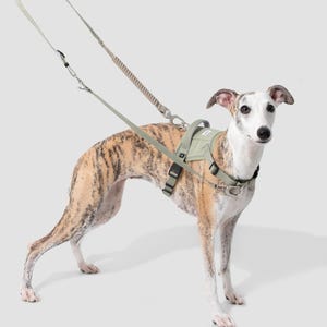 May include: A brindle and white dog wearing a sage green harness with black buckles and straps. The dog is attached to a matching sage green leash that features a coiled, textured section and a metal clip for secure attachment to the harness.