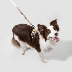 Op de afbeelding: Een bruin-witte Border Collie draagt een beige hondentuigje met zwarte gespen. Het tuigje is bevestigd aan een bijpassende beige hondenriem met een textuur in het handvat en een zilverkleurige metalen clip die omhoog vanaf de rug loopt.