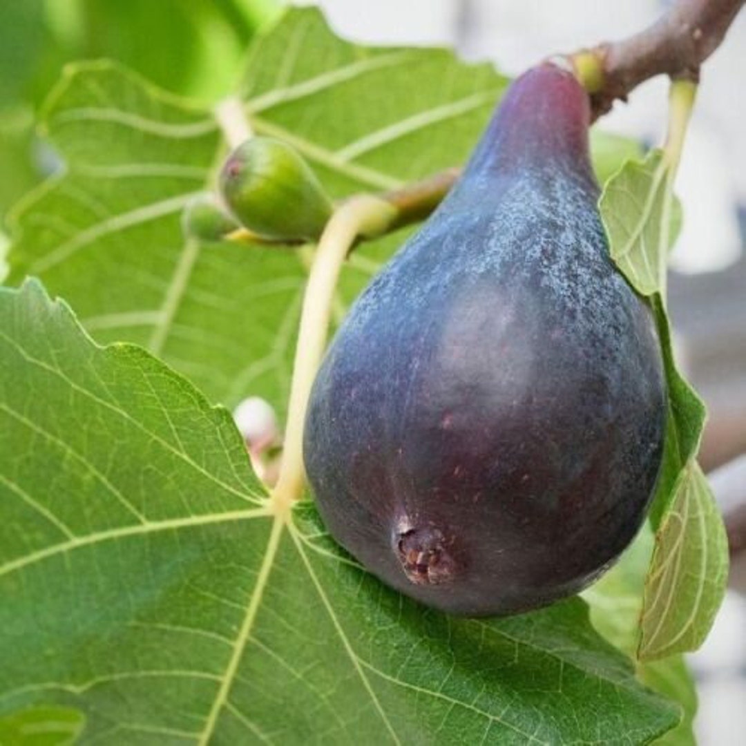 Black Mission Fruit Live Fig Tree in Three Gallon Pot Etsy Black Mission Fruit Live Fig Tree in Three Gallon Pot Etsy