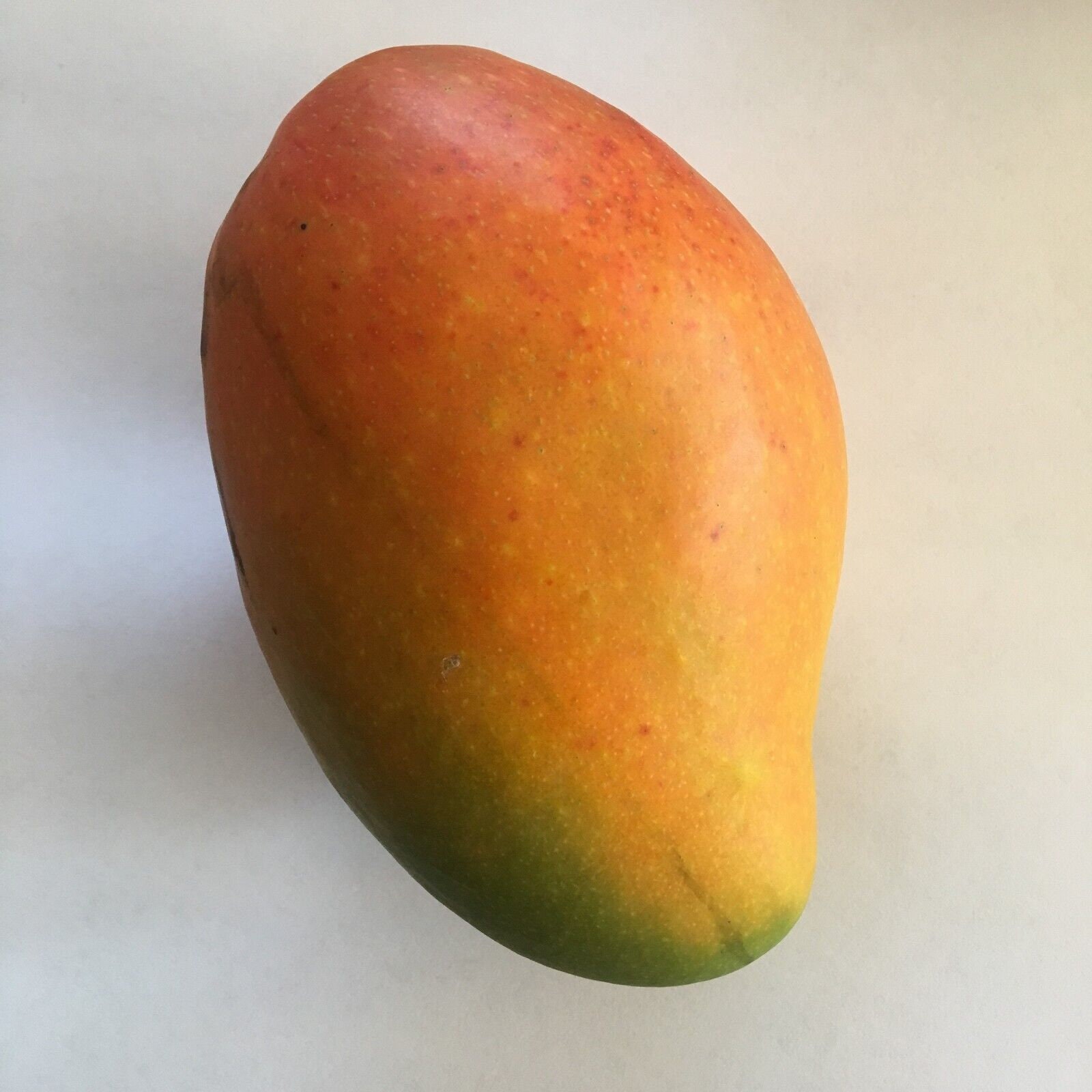 Grafted Angie Mango Live Mango Tree Fiberless Mango in Three Gallon Pot