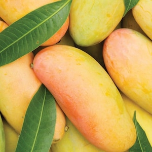 MAHACHANOK INJERTADO Planta viva de mango Maha Chanok en maceta de 3 galones