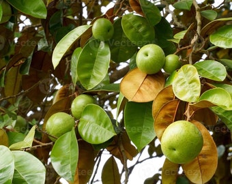 Grafted camito green star apple live fruit tree 7 Gallon