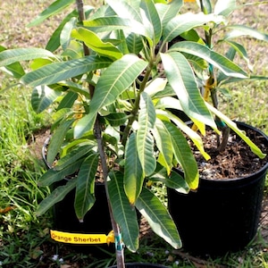 Grafted orange sherbert mango tree fiberless mango in 7 gallon pot