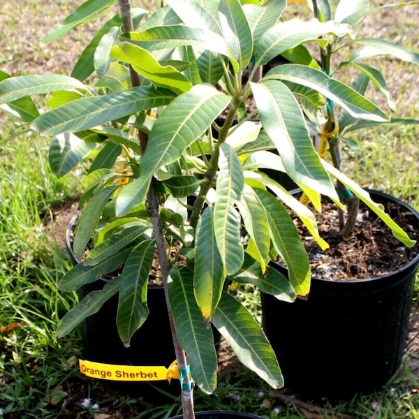 Grafted orange sherbert mango tree fiberless mango in 7 gallon pot