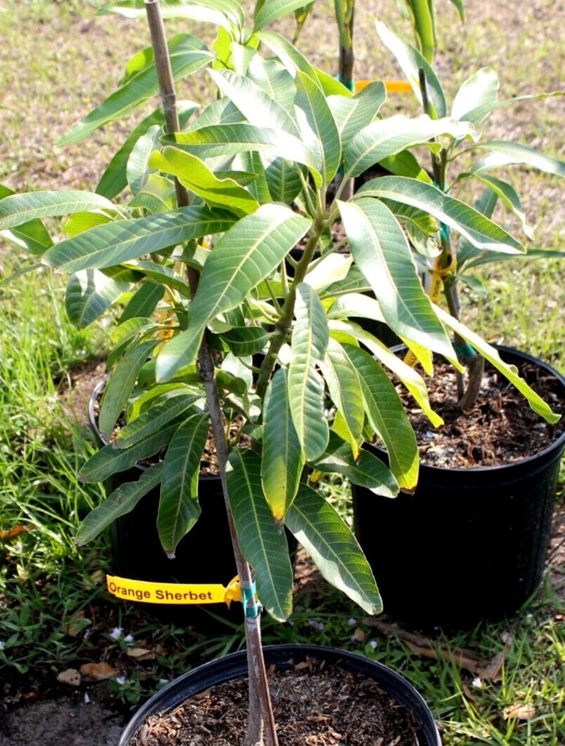Grafted Orange Sherbert Mango Tree Fiberless Mango in 7 Gallon Pot Etsy
