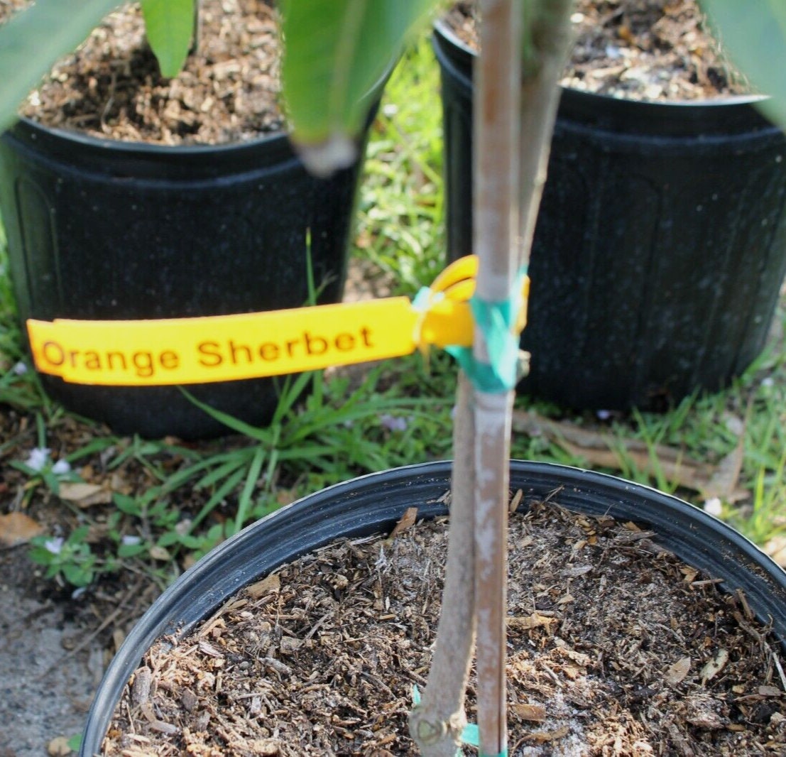Grafted Orange Sherbert Mango Tree Fiberless Mango in 7 Gallon Pot Etsy