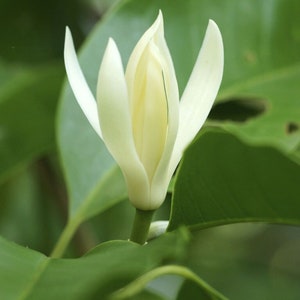 May include: A single white flower bud with petals that are curled back, surrounded by green leaves.
