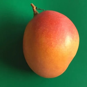 Árbol frutal vivo de mango Super Juile injertado de 3 galones