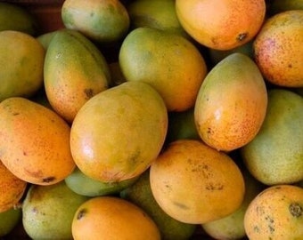 Grafted pickering mango live mango in three gallon pot