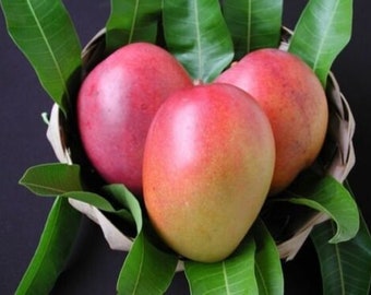 GRAFTED Tommy Atkins mango in three gallon pot