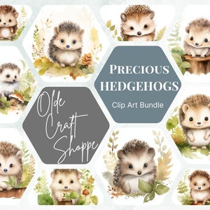Adorable aquarelle bébé hérisson Clipart Bundle, porc-épic, forêt boisée, PNG, utilisation commerciale