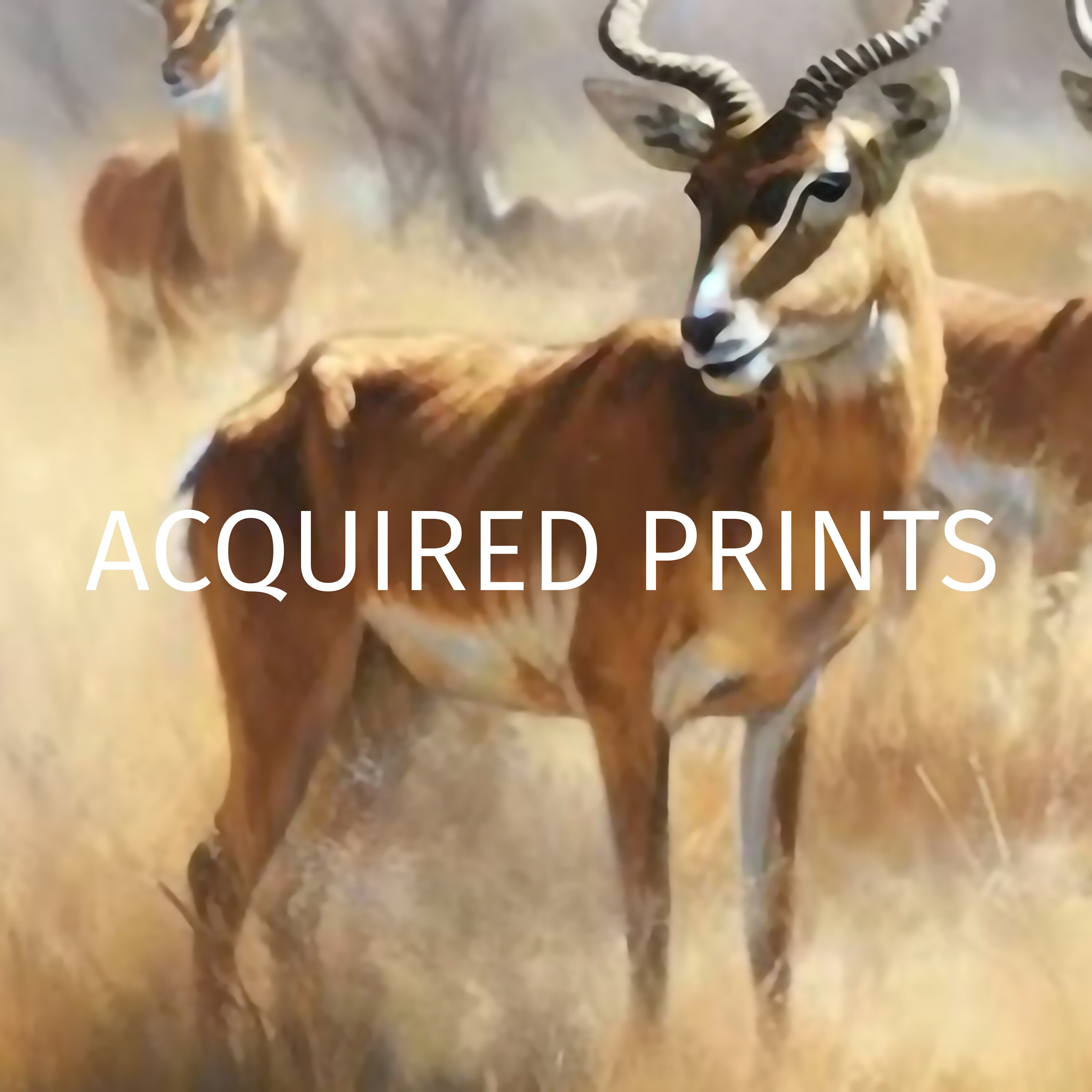 Graceful Gazelles: the Poetic Movements of Gazelles African Wildlife