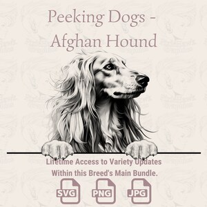 Spähende Hunde Afghanischer Windhund - | SVG | PNG | JPG |  Transparent + Weißer Hintergrund - Planer, Einladungen, Aufkleber, Print on Demand