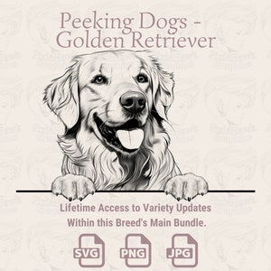 Hunde Golden Retriever - spähende Hunde | SVG | PNG | JPG |  Transparent + Weißer Hintergrund - Planer, Einladungen, Aufkleber, Print on Demand