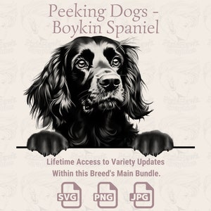 Spähende Hunde Boykin Spaniel - | SVG | PNG | JPG |  Transparent + Weißer Hintergrund - Planer, Einladungen, Aufkleber, Print on Demand