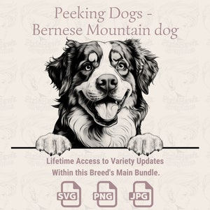Glurende honden Berner Sennenhond - | SVG | PNG | JPG |  Transparante + witte achtergrond - planner, uitnodigingen, stickers, print on demand