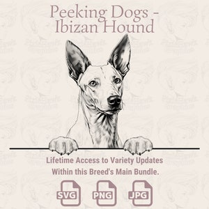Spähende Hunde Ibizan Hound - | SVG | PNG | JPG | Transparent + Weißer Hintergrund - Planer, Einladungen, Aufkleber, Print on Demand