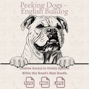 Peeking Dogs Bulldog inglese - / SVG / PNG / JPG / Trasparente + Sfondo bianco - Planner, Inviti, Adesivi, Stampa su richiesta