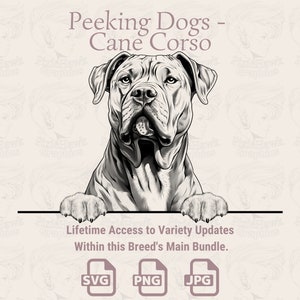 Spähende Hunde Cane Corso - | SVG | PNG | JPG |  Transparent + Weißer Hintergrund - Planer, Einladungen, Aufkleber, Print on Demand